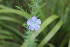 Linum usitatissimum