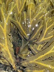 Fucus vesiculosus
