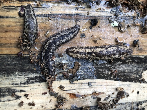 Brown-spotted Mantleslug