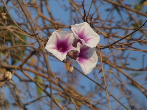 Image of Ipomoea shirambensis by (c) agujaceratops, some rights reserved (CC BY)