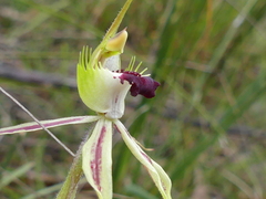 Caladenia parva
