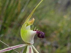 Caladenia parva