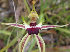 Caladenia parva