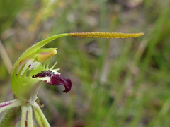 Caladenia parva