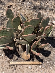 Opuntia basilaris basilaris