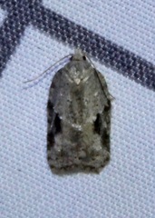 Acleris