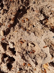 Pheidole