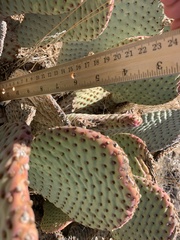 Opuntia basilaris basilaris