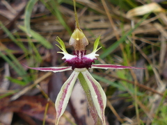 Caladenia parva