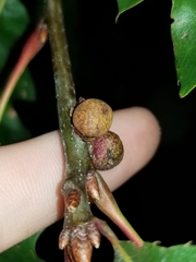 Kokkocynips imbricariae