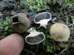 Scleroderma areolatum