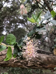 Ercilla spicata