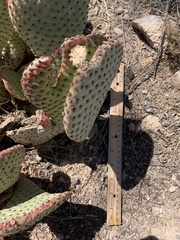 Opuntia basilaris basilaris