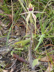 Caladenia parva