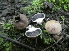 Scleroderma areolatum