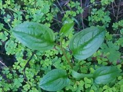 Hackelia latifolia