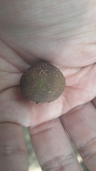 Scleroderma cepa