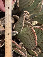 Opuntia basilaris basilaris