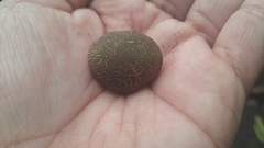Scleroderma cepa