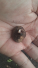 Scleroderma cepa