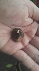 Scleroderma cepa