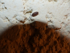 Porcellionidae