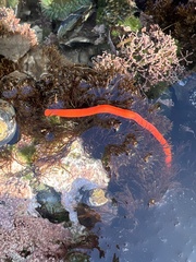 Tubulanus