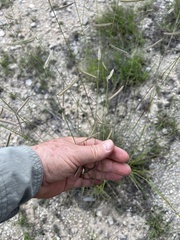 Bouteloua pectinata