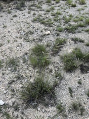 Bouteloua pectinata