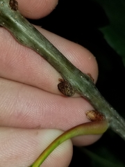 Kokkocynips imbricariae