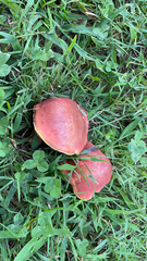 Hortiboletus rubellus