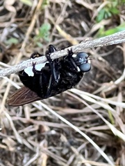 Mallophora leschenaulti