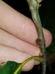 Kokkocynips imbricariae