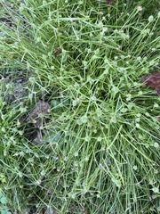 Cyperus brevifolioides