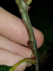 Kokkocynips imbricariae