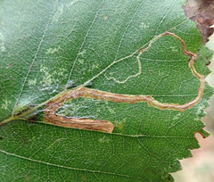 Stigmella confusella