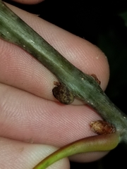 Kokkocynips imbricariae