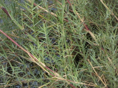 Phragmites mauritianus