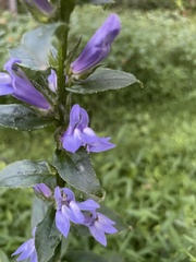 Campanulaceae
