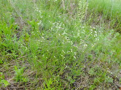 Asperula tinctoria