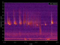 Pipistrellus pygmaeus