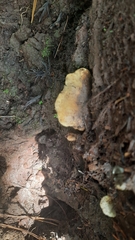 Tapinella panuoides