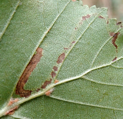 Stigmella confusella