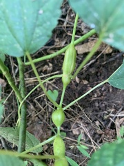 Neolasioptera boehmeriae