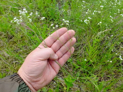 Asperula tinctoria
