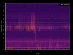Pipistrellus pygmaeus