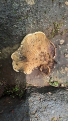 Tapinella panuoides