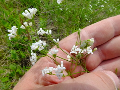 Asperula tinctoria
