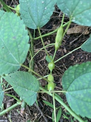 Neolasioptera boehmeriae