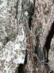 Anolis stratulus